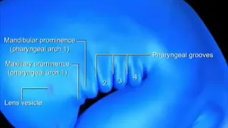 DEVELOPMENT OF PHARYNGEAL ARCHES | EMBRYOLOGY |ANIMATED VIDEO | PHARYNGEAL POUCHES |PHARYNGEAL CLEFT