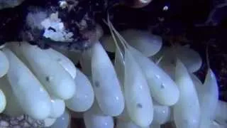 Octopus eggs hatching.
