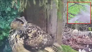 Kassikakk::Eagle Owl~😱Danger on the nest tree! A Goshawk flies over~5:55 am 2024/05/04