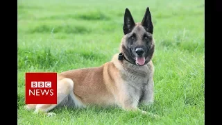 Highest honour for military dog - BBC News