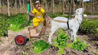 Farmer CUTIS Harvest Vegetables Sell Buy Watermelon