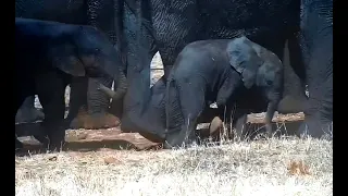 Wildlife Забавный слоненок учится посыпать себя пылью подобно взрослым слонам Смешно It's funny!