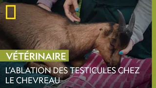 Comment se déroule la castration d'un chevreau ?