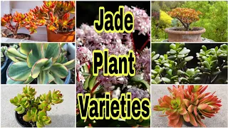 Types of jade plant identification crassula varieties