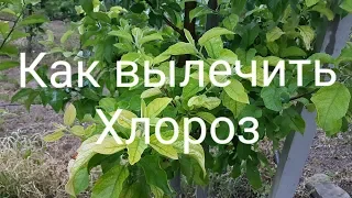 Лучший способ от хлороза | Чем лечить хлороз