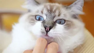 ふわふわ猫ちゃん