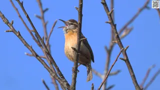 Carolina Wren, Seaside Park, Saint John