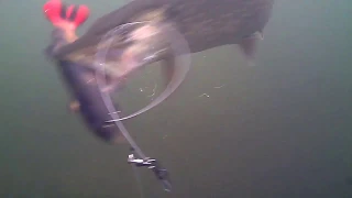Underwater footage of a pike caught on a 20cm PulseTail Trout .