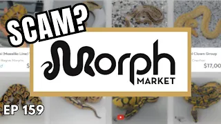 What is Happening to MorphMarket? | Darien Drollinger