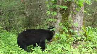 Mother Bear and Yearlings in Cades Cove