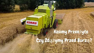 Żniwa 2023 | Kosimy pszenżyto | Czy zdążymy przed burzą? | Claas Mercator 75