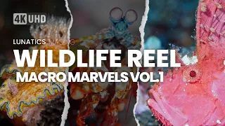 Macro Diving Bali 4K Vol.1 | Wildlife Reel | Sony FX3 Underwater