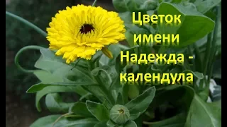 Календула - цветок имени Надежда