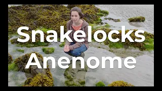 60 Second Seashore: Ep 4 - Snakelocks Anemone