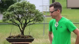 Bonsai Tips and Tricks with Ben!