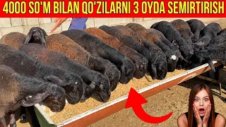 8 OYLIK QO'ZINI 4000 SO'M BILAN 3 OYDA TAYORLASH SIRLARI.