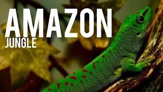Amazon jungle #amazon #wildlife #viral