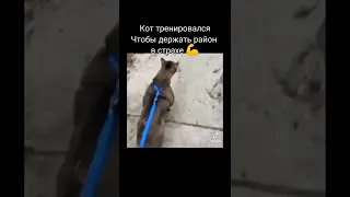 Кот тренировался, чтобы держать район в страхе 💪