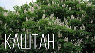 Каштан: Дерево-загадка | Интересные факты про растения