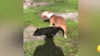 Big dog Mating Pig at Farm || Crazy! Dog mating with other animals