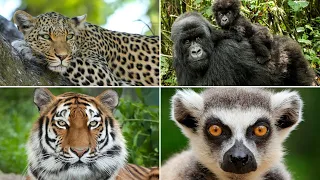 ANIMALES DE LA SELVA. Aprende los animales de las selvas del mundo🐯🦧