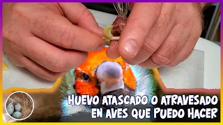 HUEVO ATASCADO O ATRAVESADO  EN AVES QUE puedo HACER🦜