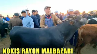 МАЛ БАЗАР НОКИС РАЙОН 15-АПРЕЛЬ/2023/СКОТНЫЙ РЫНОК/BUQALAR/BIG BULLS IN THE WORLD/BIG COW