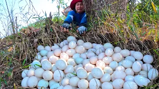 Top amazing - Harvest duck eggs a lot under mango tree at field near the road by hand skills
