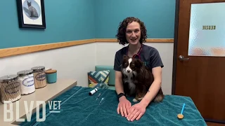 BLVD Vet How To: Liquid Oral Medication for Pets