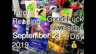 September 23 2019 Daily Tarot Reading 🐇☘️Good Luck ☘️#tarot #money #love