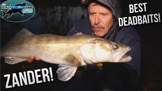 Best Deadbaits for Zander Fishing | TAFishing