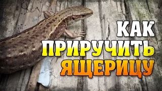 [Дачное] Как приручить ящерицу