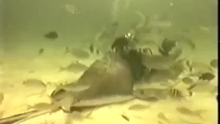 Deadly Stingrays Before Steve Died