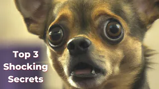 Top 3 Shocking Secrets About Chihuahuas You Never Knew