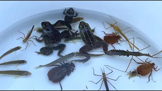 Capture and observe creatures in a beautiful river in the countryside. Frogs, fish, aquatic insects.