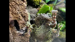 Vietnamese Mossy Frog rehouse part 2