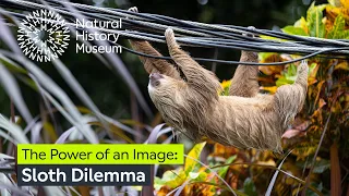 Sloth Dilemma: Urban Sloths in Costa Rica | Wildlife Photographer of the Year
