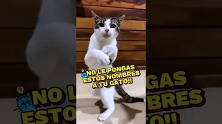 No le pongas estos nombres a tu gato!! #gatos #cats