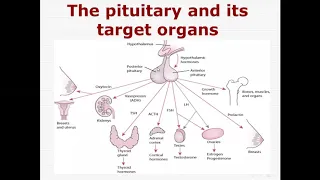 endocrinology review 1