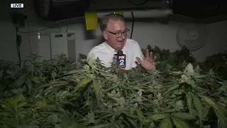 Pot growing granny takes on Ypsilanti Township over her 55 weed plants | FOX 2 News Detroit