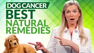 Cancer In Dogs | Top 9 Best Natural Remedies For Immunity