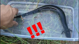 Catching the Longest Salamanders in North America! - Sirens and Amphiumas