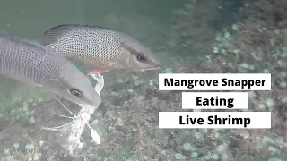 Mangrove Snapper Eating Live Shrimp! | Underwater Fishing Camera