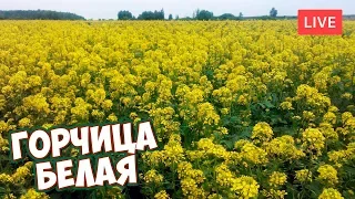 ГОРЧИЦА БЕЛАЯ 🌱  Мастер класс +  купон на скидку.