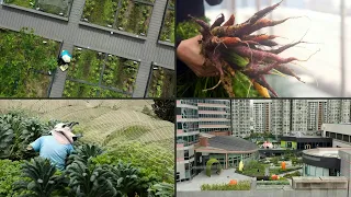 Cities growing green: Hong Kong's urban farms sprout gardens in the sky | AFP