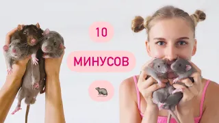 Минусы крыс 🐀