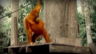 Jungle of the Red Spirit (full documentary)