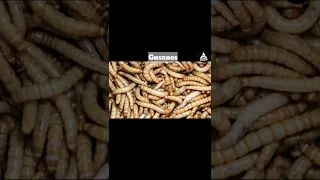 Así Se Ven Las Cosas Realmente Bajo El Microscopio Parte 1 #shorts