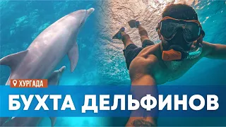 Плавание с дельфинами в открытом море. Хургада, Египет 2023
