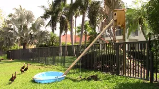 Wood duck ducklings leaving nest box (outside camera view - raw video)